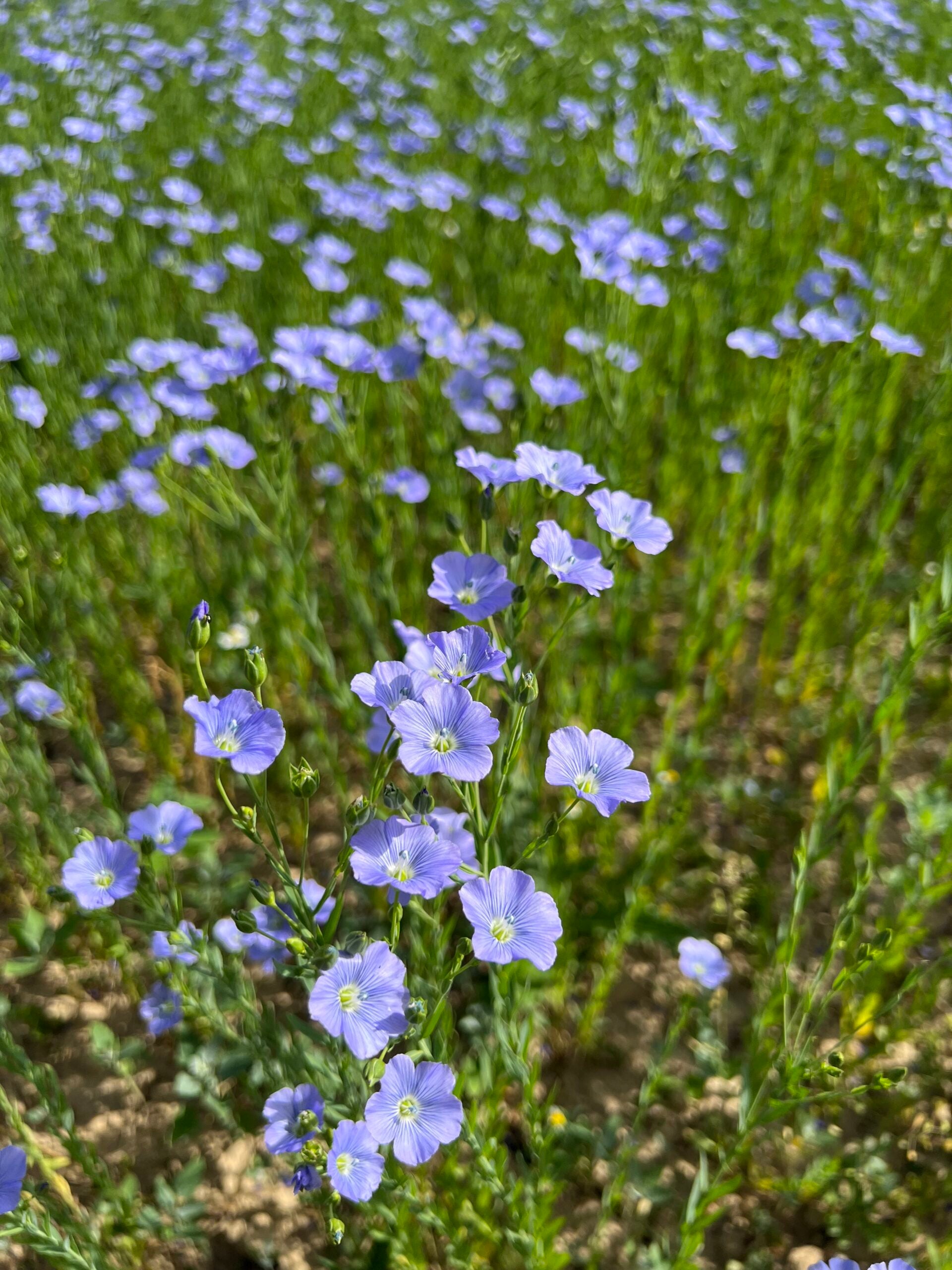 Leinblüte, Bio-Leinsamen, Bio-Leinöl, regional, aus Österreich, Biohof Staller im Feld