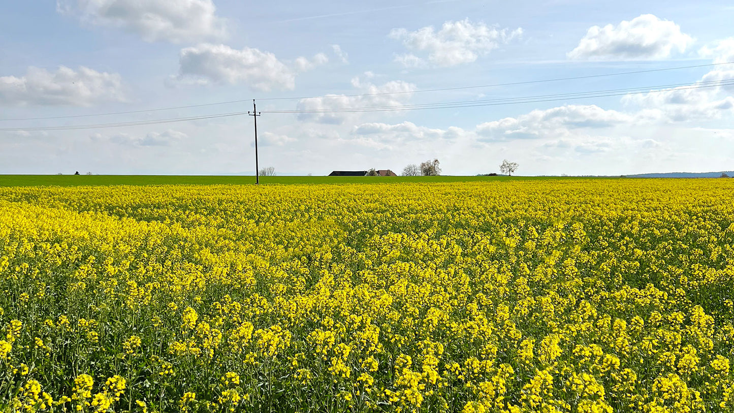 hochwertiges Bio Rapsöl aus Österreich, kaltgepresst, Biohof Staller im Feld