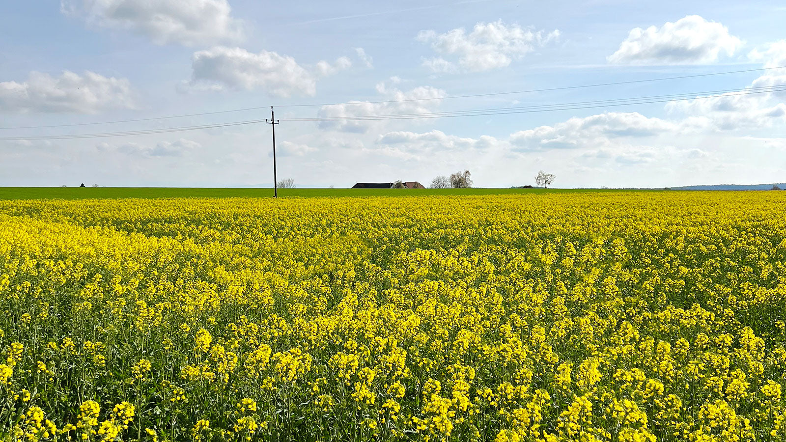 hochwertiges Bio Rapsöl aus Österreich, kaltgepresst, Biohof Staller im Feld