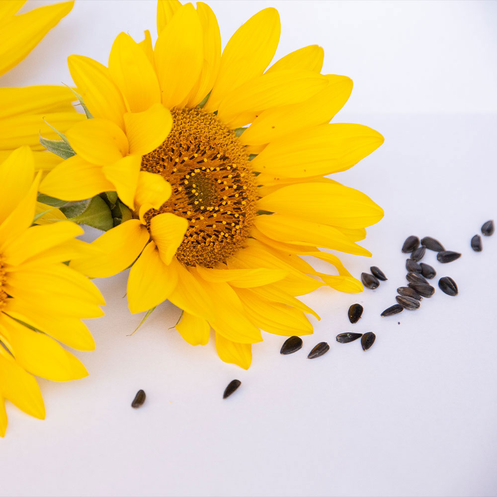 Bio Sonnenblumenöl aus Österreich, kaltgepresst, hochwertig, Bio Bratöl, Biohof Staller im Feld