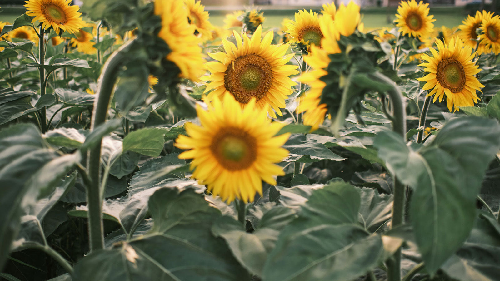 Bio Sonnenblumenöl aus Österreich, kaltgepresst, hochwertig, Bio Bratöl, Biohof Staller im Feld