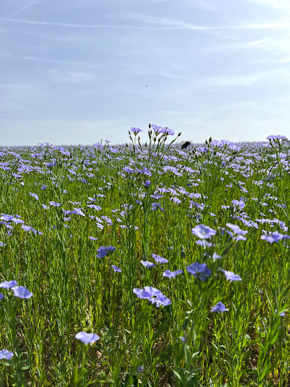 Bio Leinöl aus Österreich, frischgepresst, kaltgepresst, Bio Leinsamen, Bio Leinsamenöl, Biohof Staller im Feld